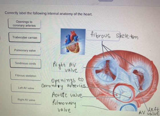 Correctly label the following internal anatomy of the heart. Openings to coronary arteries fibrous Skeleton Trabeculae carnae