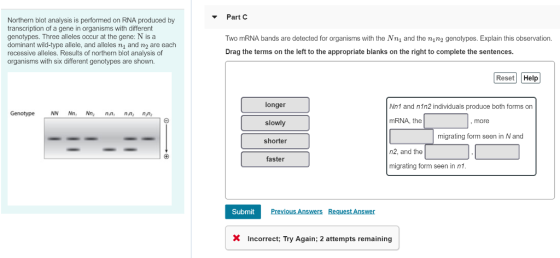 Part C Northern blot analysis is performed on RNA produced by transcription of a gene in organisms with different genotypes. Three alleles occur at the gene: N is a dominant wild-type allele, and alleles ni and n2 are each recessive alleles. Results of northern blot analysis of organisms with six different genotypes are shown Two mRNA bands are detected for organisms with the Nn and the nin2 genotypes. Explain this observation. Drag the terms on the left to the appropriate blanks on the right to complete the sentences. o Y Reset Help longer slowly shorter Nn1 and nin2 individuals produce both forms on GenotypeNN Nn,Nn n.n nn nn mRNA the more migrating form seen in N and n2, and the faster migrating form seen in n1. SubmitP Previous Answers Request Answer X Incorrect; Try Again; 2 attempts remaining