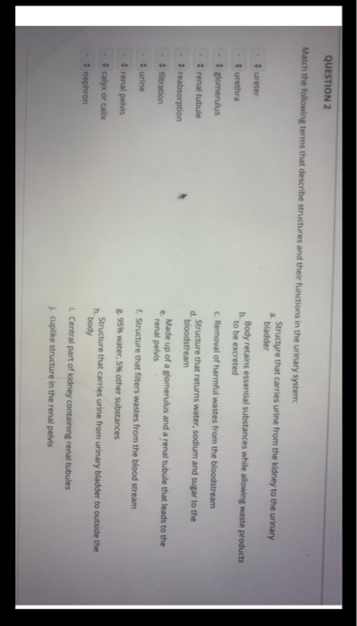QUESTION 2 Match the following terms that describe structures and their functions in the urinary system: Structure that carri