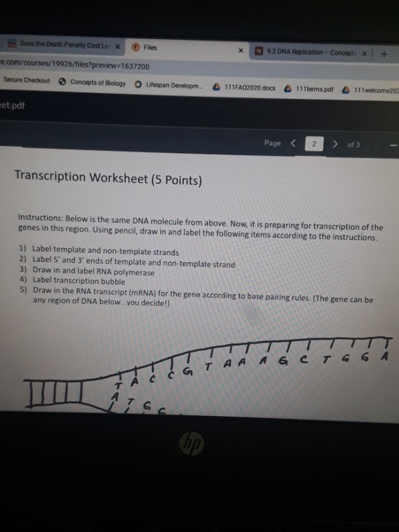 Does the Death Penalty Cost te x Files x 9.2 DNA Replication - Concept: * + com/courses/19926/files?preview=1637200 Secure Ch