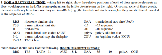 1. EORA BACTERIAL GENE, writing left-to-right, show the relative positions of each of these genetic elements as they would appear in the DNA from upstream on the left to downstream on the right. Of course, some of these genetic elements will only be active once they are in mRNA (e.g., the translational start codon), but they are still found encoded in the sequence of DNA onthe left the translational start colon . but they are s RBS ribosome binding site TSS ranscriptional start site I1 AUG translational start codon (AUG) S-L transcriptional stop site (hairpin) TATA TATA box UAA translational stop site (UAA) 35 35 sequence 10 10 sequence polyA polyA addition site CGU an Arginine codon (CGU) first-intron Your answer should look like the following, though this answer is wrong RBS TSS TATA UG SL UAA 35 polyA CGU