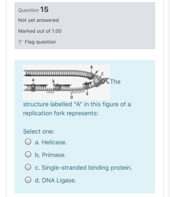 Question 15 Not yet answered Marked out of 1.00 P Flag question Them CThe structure labelled A in this figure of a replicat
