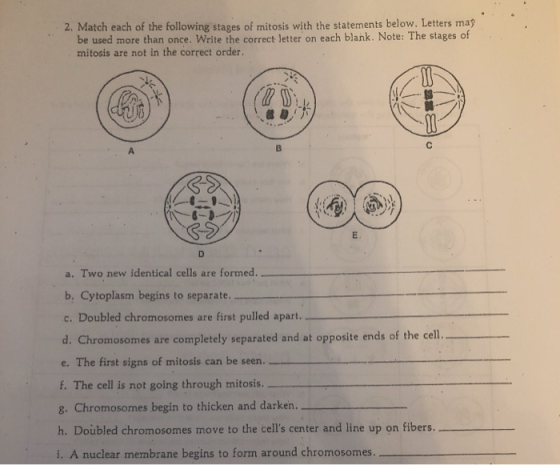 2. Match each of the following stages of mitosis with the statements below. Letters may be used more than once. Write the cor