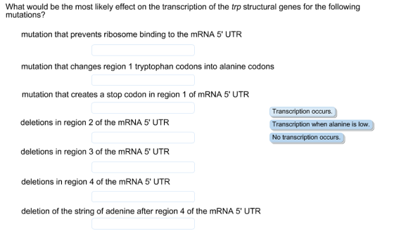 What would be the most likely effect on the transcription of the trp structural genes for the following mutations? mutation that prevents ribosome binding to the mRNA 5 UTR mutation that changes region 1 tryptophan codons into alanine codons mutation that creates a stop codon in region 1 of mRNA 5 UTR Transcription occurs. deletions in region 2 of the mRNA 5 UTR Transcription when alanine is low No transcription occurs deletions in region 3 of the mRNA 5 UTR deletions in region 4 of the mRNA 5 UTR deletion of the string of adenine after region 4 of the mRNA 5 UTR