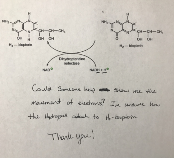 H H - NH2 NH2- CH-CH-CH3 N 1 H H4-biopterin OH OH OH CH-CH-CHE OH OH H2-biopterin Dihydropteridine reductase NAD NADH + Hº C