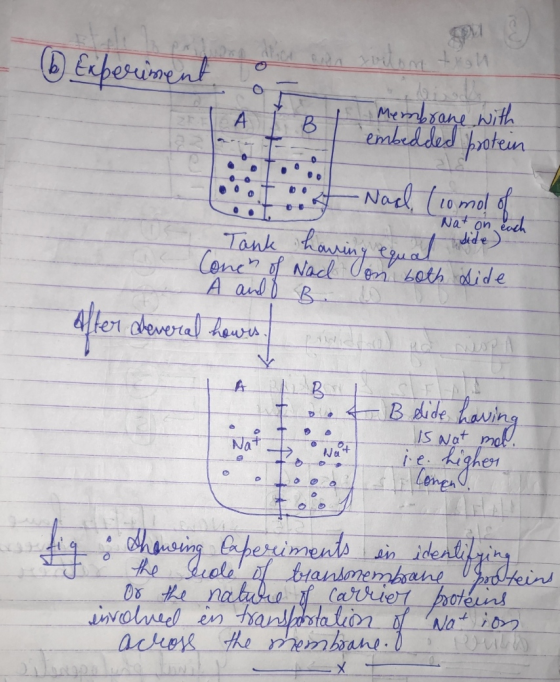 SEU (b Experiment A Membrane with B embedded protein O Nat on each side) Nad (10 mo! of Tank howing equa Coner of Nach on bot