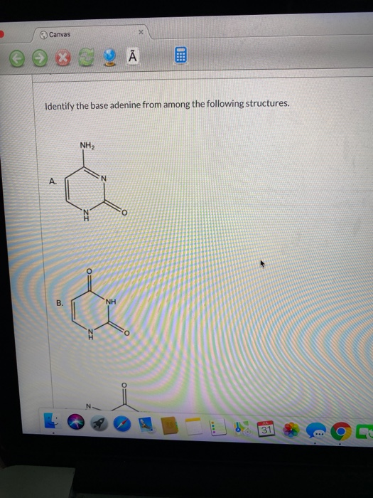 Canvas Ã Identify the base adenine from among the following structures. NH2 A. N B. NH م 31