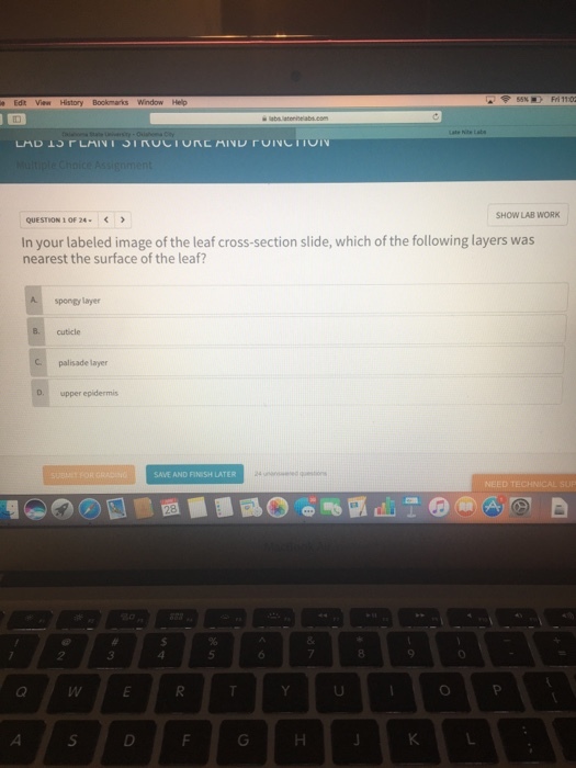View History Bookmarks Window Help SIRUL LAD r LAIN QUESTION 10F24 In your labeled image of the leaf cross-section slide, which of the following layers was nearest the surface of the leaf? spongy layer C palisade layer D, upper epidermis SAVE AND FINISH LATER