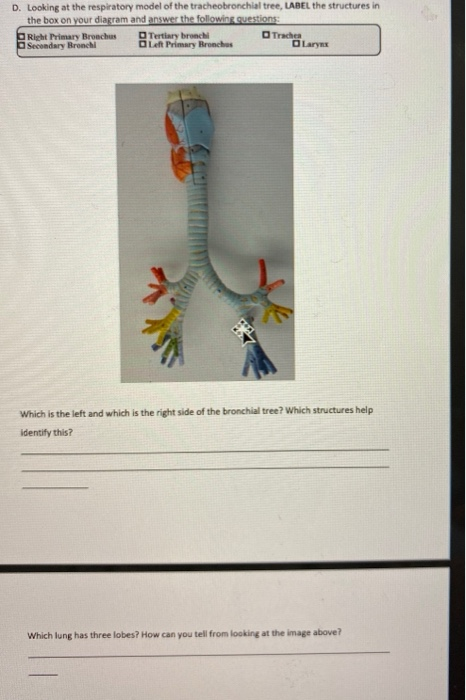 D. Looking at the respiratory model of the tracheobronchial tree, LABEL the structures in the box on your diagram and answer