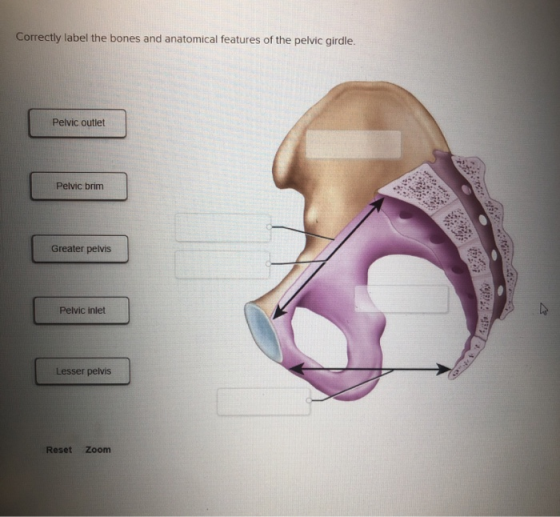 Correctly label the bones and anatomical features of the pelvic girdle. Pelvic outlet Pelvic brim Greater pelvis Pelvic inlet