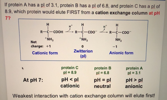 If protein A has a pl of 3.1, protein B has a pl of 6.8, and protein C has a pl of 8.9, which protein would elute FIRST from