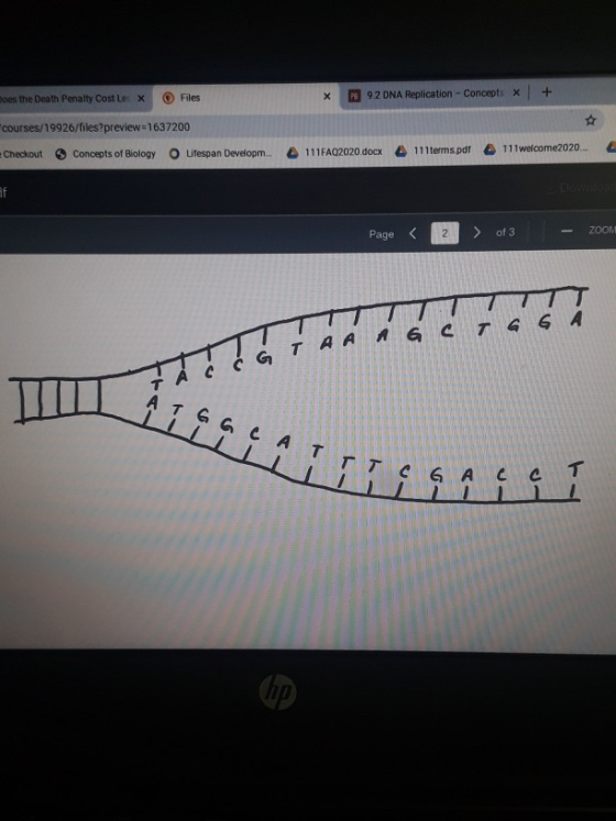 pes the Death Penalty Costle X Files * 39.2 DNA Replication - Concepts x + courses/19926/files?preview=1637200 Checkout Conce