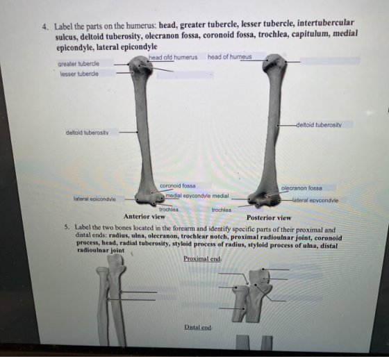 4. Label the parts on the humerus: head, greater tubercle, lesser tubercle, intertubercular sulcus, deltoid tuberosity, olecr