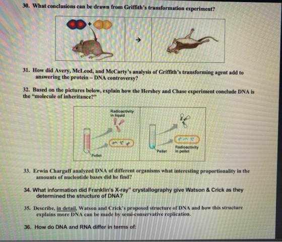 30. What conclusions can be drawn from Griffiths transformation experiment? 31. How did Avery, McLeod, and McCartys analysi