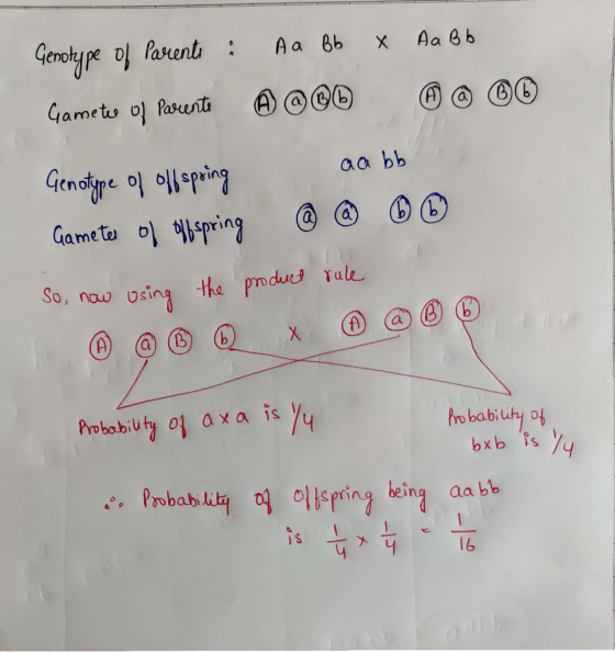 Genotype of parents : Aa Bb x Aa Bb Gameter of parente @ @@@ @ @ 00 Genotype of offspring aabb Gameter ol llbspring @ @ @ @ S
