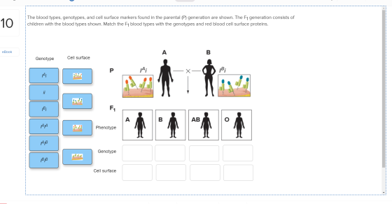 10 The blood types, genotypes, and cell surface markers found in the parental (P) generation are shown. The F1 generation con