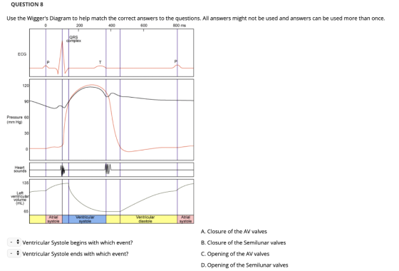 QUESTION 8 Use the Wiggers Diagram to help match the correct answers to the questions. All answers might not be used and ans