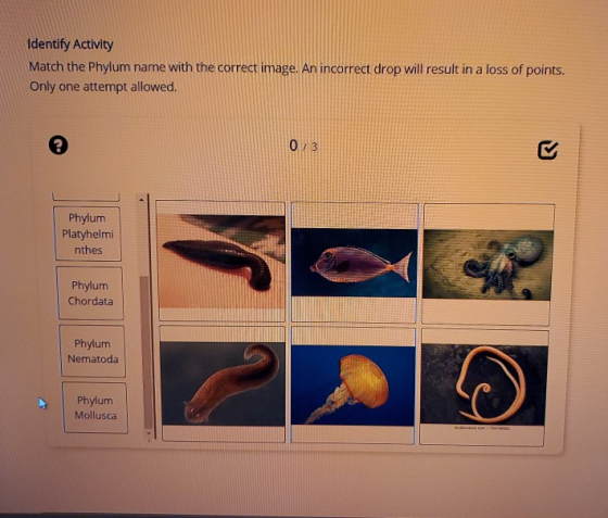 Identify Activity Match the Phylum name with the correct image. An incorrect drop will result in a loss of points. Only one a