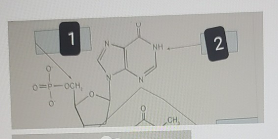 1 NH 2 N N O=P-OCH 0 CH