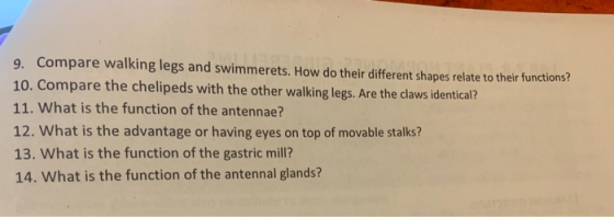 9. Compare walking legs and swimmerets. How do their different shapes relate to their functions? 10. Compare the chelipeds wi