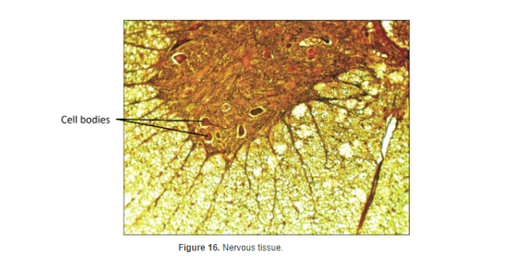 Cell bodies Figure 16. Nervous tissue.