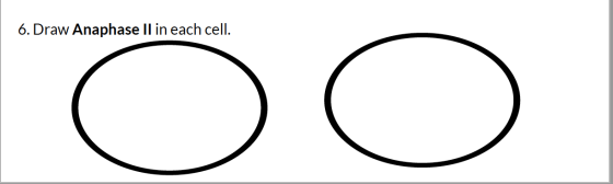 6. Draw Anaphase II in each cell. OO