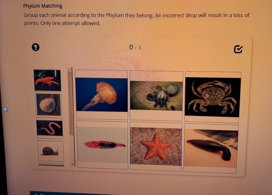 Phylum Matching Group each animal according to the Phylum they belong. An incorrect drop will result in a loss of points. Onl
