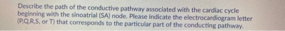 Describe the path of the conductive pathway associated with the cardiac cycle beginning with the sinoatrial (SA) node. Please