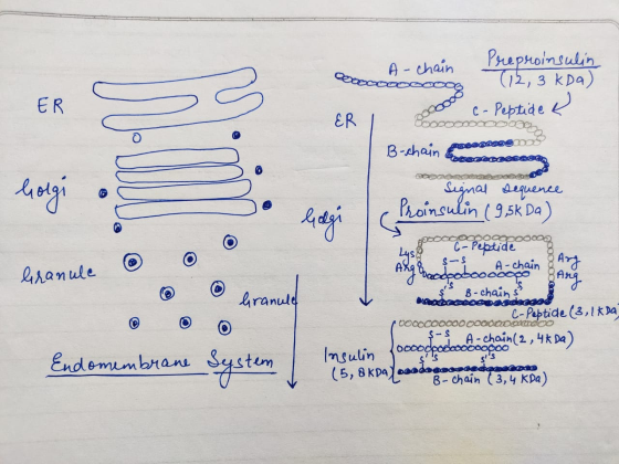A | Ek OS - Preproinsulin chain (12,3 kDa) o c-Peptide & Bocooooo0000 Bochain Greecerossesta B-chain processes Golgi . . Sign