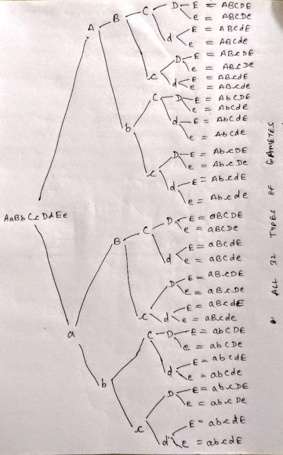 e = D- E = ABCDE le= ABCDE E = ABCDE ABC de € = ABCDE le = ABC De E = AB.cd E e = ABede Ab COE le = Abede de le - Abcae GAMET