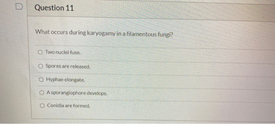 Question 11 What occurs during karyogamy in a filamentous fungi? OTwo nuclei fuse. O Spores are released. Hyphae elongate. A