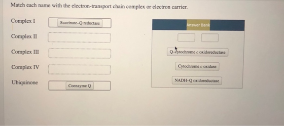 Match each name with the electron-transport chain complex or electron carrier. Complex I Succinate-Q reductase Answer Bank Co