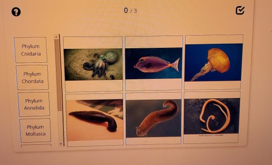 0/3 Phylum Cnidaria Phylum Chordata Phylum Annelida Phylum Mollusca
