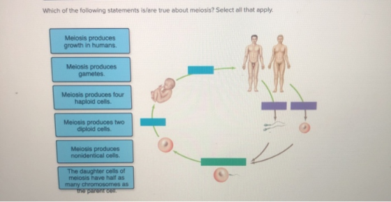 Which of the following statements is/are true about meiosis? Select all that apply. Meiosis produces growth in humans. Meiosi