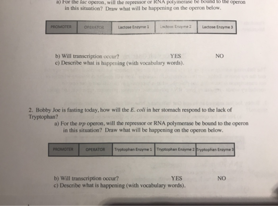 a) For the lac operon, will the repressor or RNA polymerase be bound to the operon in this situation? Draw what will be happening on the operon below. PROMOTER OPERATOR Lactose Enzyme 1 Lsctose Enzyme2 Lactose Enzyme 3 NO b) Will transcription occur? c) Describe what is happening (with vocabulary words). YES 2. Bobby Joe is fasting today, how will the E. coli in her stomach respond to the lack of Tryptophan? a) For the trp operon, will the repressor or RNA polymerase be bound to the operon in this situation? Draw what will be happening on the operon below. ROMOTER OPERATOR Tryptophan Enzyme 1 Tryptophan Enzyme 2 Tryptophan Enzyme 3 b) Will transcription occur? c) Describe what is happening (with vocabulary words). YES NO