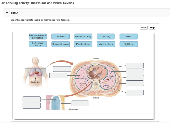 Art-Labeling Activity: The Pleurae and Pleural Cavities Part A Drag the appropriate labels to their respective targets. Reset