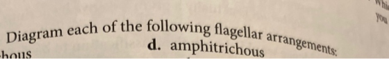 Wh you Diagram each of the following flagellar arrangements d. amphitrichous bous