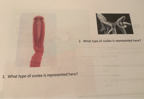 2 2. What type of scolex is represented here? 1. What type of scolex is represented here?