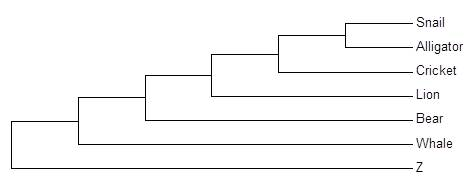 Snail Alligator Cricket Lion Bear Whale
