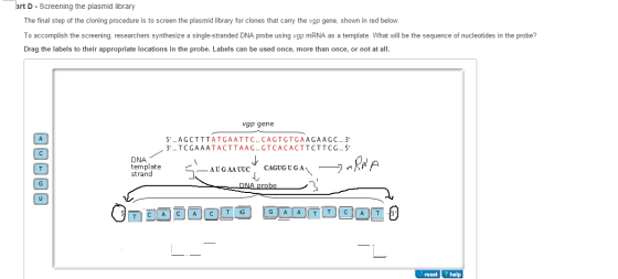 rt D Screening the plasmid library The final step of the cloning procedure is to screen the plasmid library for clones that carry the vgp gene, shown in red below. To accomplish the screening, researchers synthesize a single-stranded DNA probe using vgp mRNA as a template. What will be the sequence of nucleotides in the probe? Drag the labels to their appropriate locations in the probe. Labels can be used once, more than once, or not at all vgp gene 5 ..AGCTTTATGAATTCCAGTGTGAAGAAGC..3 3, T C G A A A T A C T T A A G G T C A C ACTTCTTCG 5. DNA template strand -DNA probe TCA T reset? help