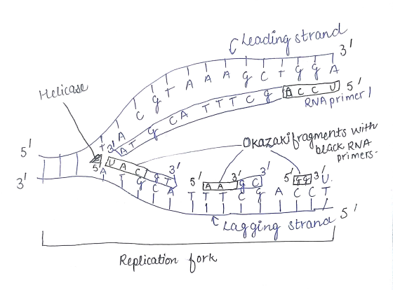 Cheading strand 31 t G G A T A A A G c Helicase A TTT cfg ccu) 51 RNA primer ! SEAT G CÁ - Okazaki fragments with beack RNA p