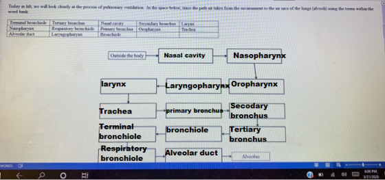 Today in lah, we will look closely at the process of pulmonary ventilation in the space below, trace the path word bank: take