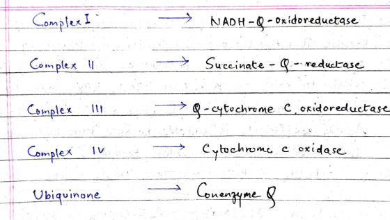 Complex I - NADH-Q -oxidoreduetase Complex li -+ Succinate - Q -- reductase Complex 111 → -cytochrome coridoreductase Complex