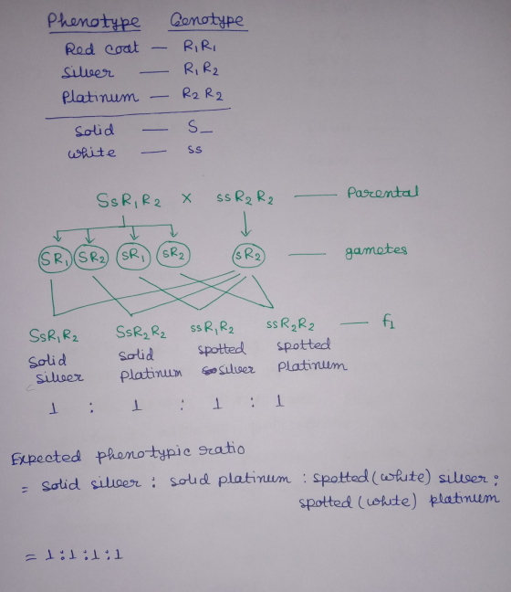 Phenotype Red coat - Silver - Platinum - Senotype RIRI R, R2 R2 R2 S- Solid white Ss SSR, R2 X ss R₂ R2 - Parental gametes FL