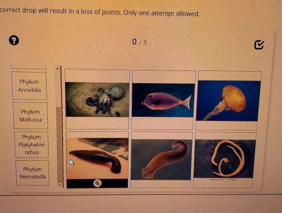 correct drop will result in a loss of points. Only one attempt allowed. 0/3 Phylum Annelida Phylum Mollusca Phylum Platyhelmi