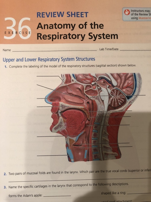 Instructors may of the Review SH using Masterin REVIEW SHEET Anatomy of the Respiratory System EXERCISE Name Lab Time/Date Up