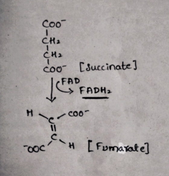 cool CH2 CH2 CO01 FAD > FADH2 doo [succinate) Јtєрн. - coo- COOC H [Fumarate]