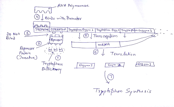 RNA Poly memae Do Not 3 8ind tsgo 2. mRNA ressos M凹凹 , @yt.. ] 7 loglen vw 그