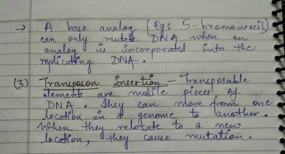 (3) A base analog / Ege S-bromo uracil) can only mutalt. DNA when an analog is incorporated into the replicating ONA. Transpo