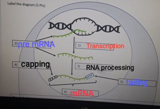 Label the diagram (5 Pts) DOGC Doa 2)pre mRNA 1) Transcription - capping RNA processing 15)